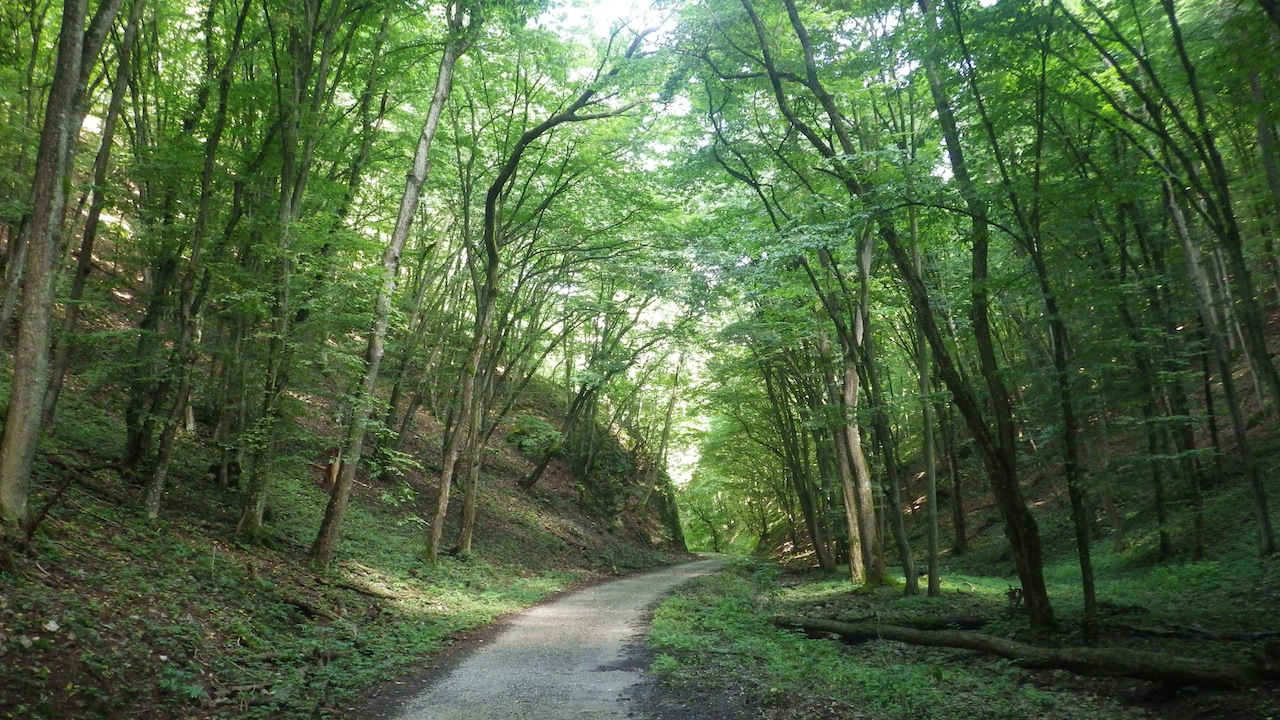 NYÁRI TÁBOR 